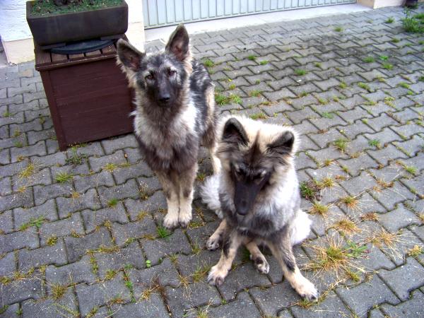 WaldkieferMerlinJuli2011_5.jpg