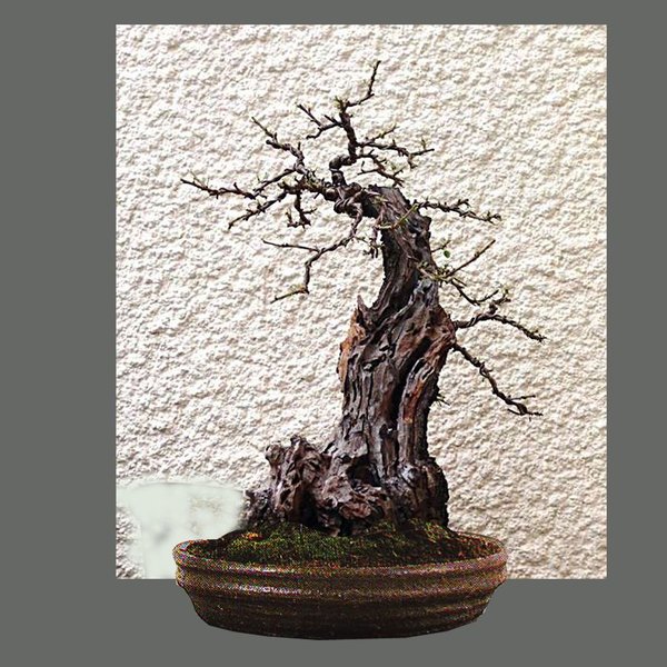k-Prunus 1.jpg