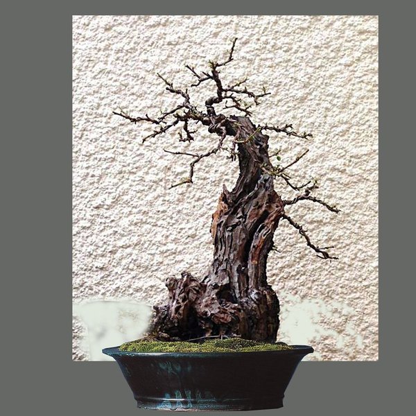 k-Prunus 2.jpg