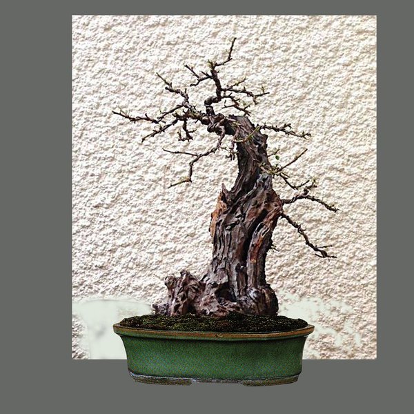 k-Prunus 3.jpg