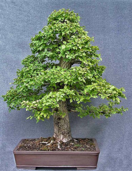 ulmus-minor_02.jpg