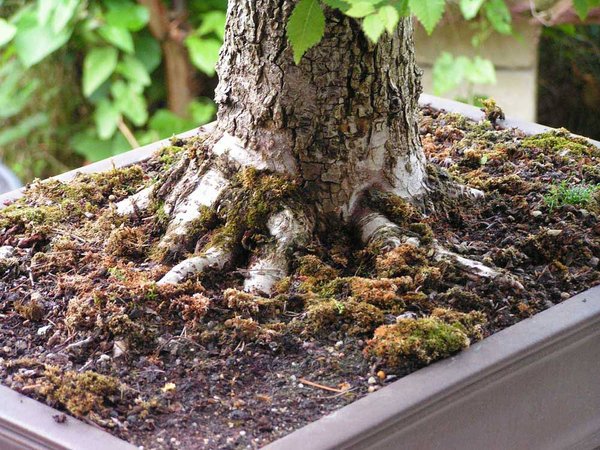 ulmus-minor-nebari.jpg
