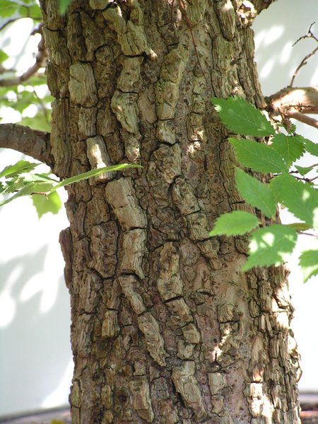 ulmus-minor-stamm.jpg