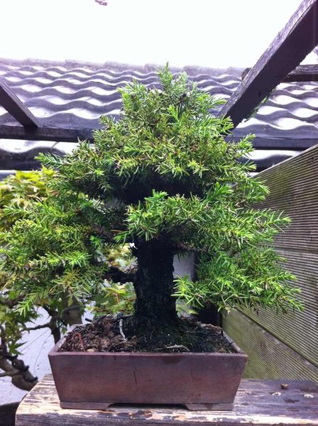 cryptomeria japonica.jpg