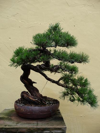 mugo Nr.3 7-2011 001.jpg