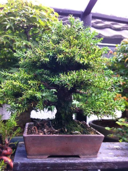 cryptomeria japonica I.jpg