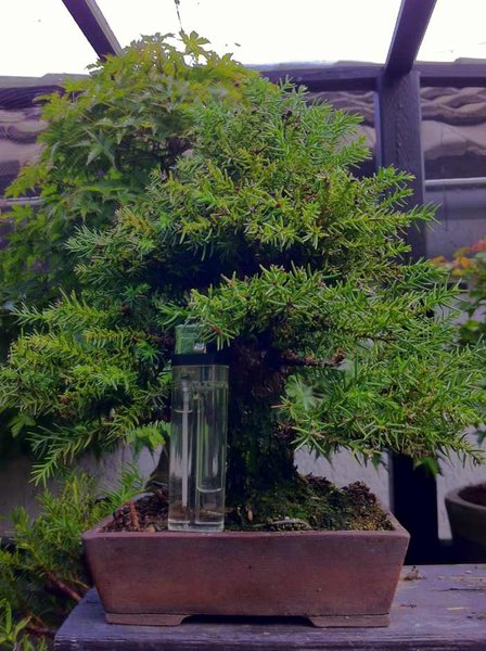 cryptomeria japonica III.jpg