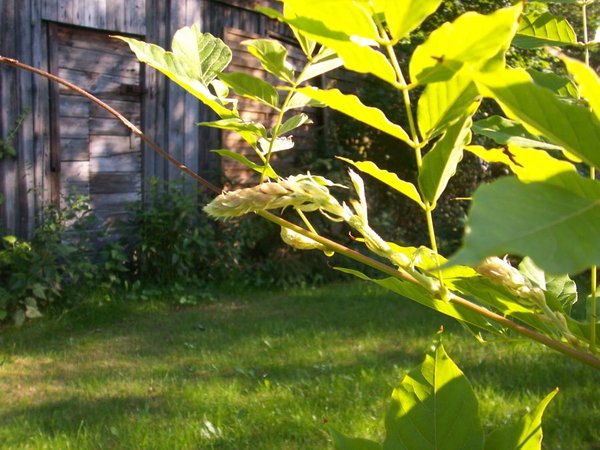 reichlich neue Knospen - und das im Juli!