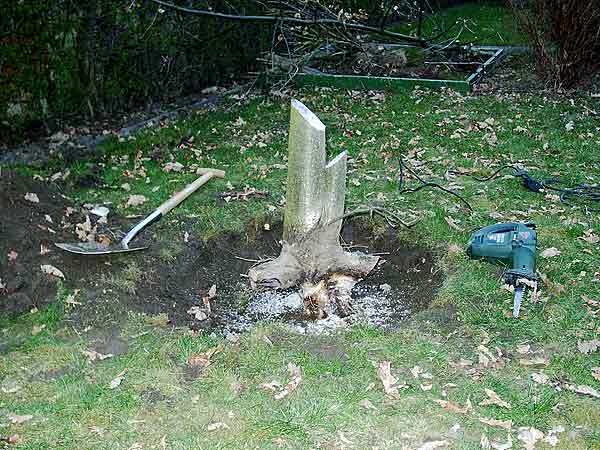 EicheAnfang02.jpg