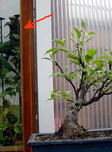 ....wäre wohl auch alles nur eine Frage der Zeit;  ein Waldgeist fühlt sich nämlich schon seit über 10 Jahren (also VOR Bonsai!) in meinem Grünzeug heimisch ;-))