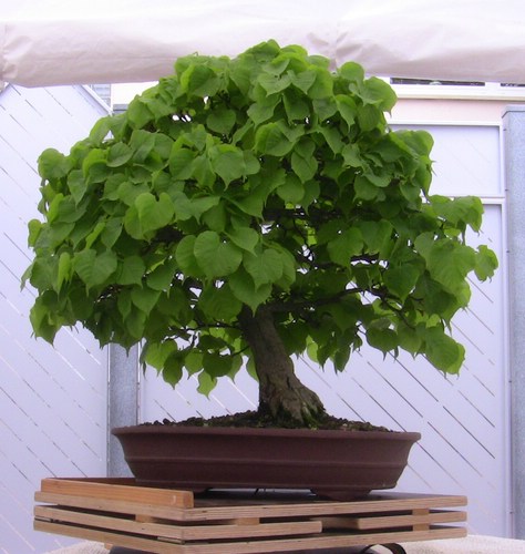 miniFrühsommer 2010_01.jpg