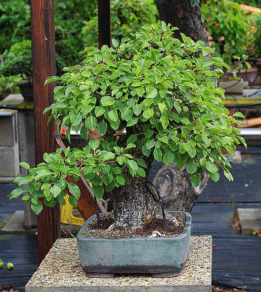 Pyrus_2011_03.jpg