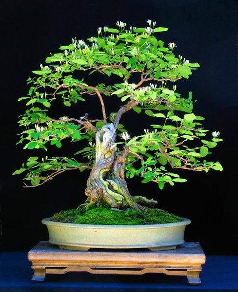 Rote Heckenkirsche – Lonicera xylosteum, 40 Jahre - Baum und Bild Sepp Hofer, Tirol