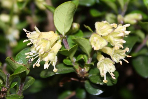 Blüte einer Lonicera nitida - Bild Josef Knieke