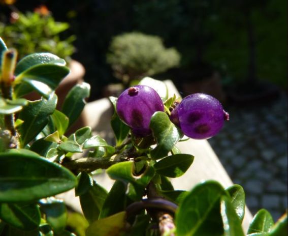 Frucht der Lonicera pileata - Bild joseph