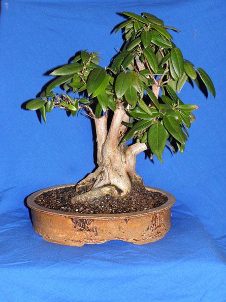 Lonicera japonica - Baum und Bild Norbert Schroth