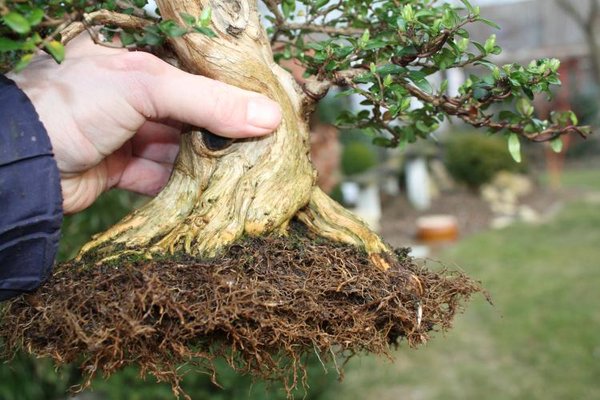 Wurzelschnitt im zeitigen Frühjahr - Baum und Bild Josef Knieke