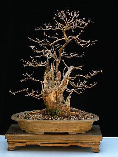 Die Rückseite des gleichen Baumes ohne Laub
