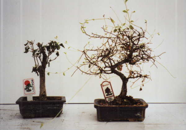 001_MAERZ01_ULPARV.JPG