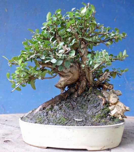 lonicera nitida a 1.jpg