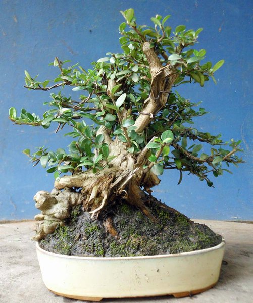lonicera nitida a7.jpg
