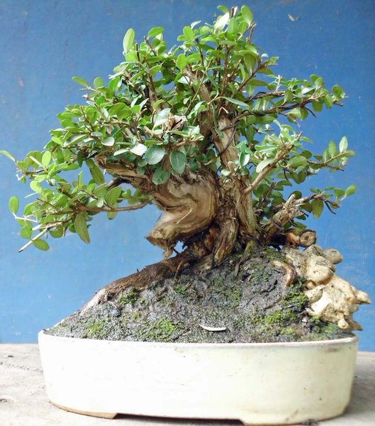 lonicera nitida a10.jpg