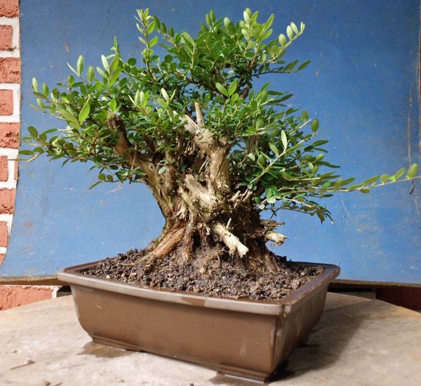 lonicera nitida b 2 .jpg