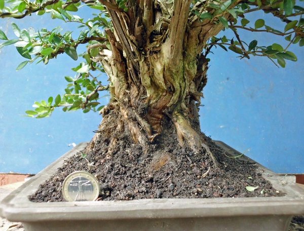 lonicera nitida b 7 .jpg