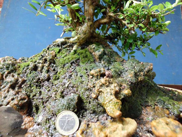 lonicera nitida c 3 .jpg