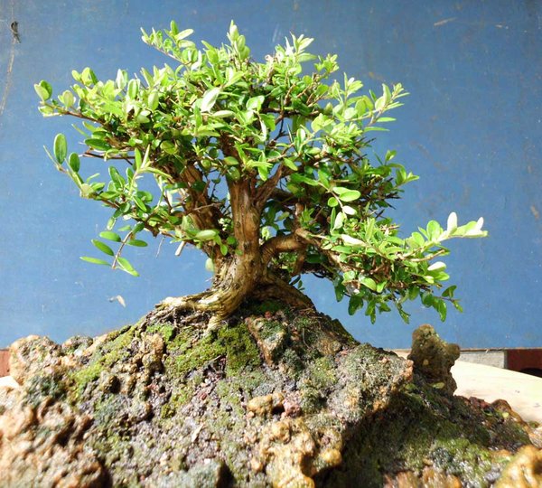 lonicera nitida c 4 .jpg