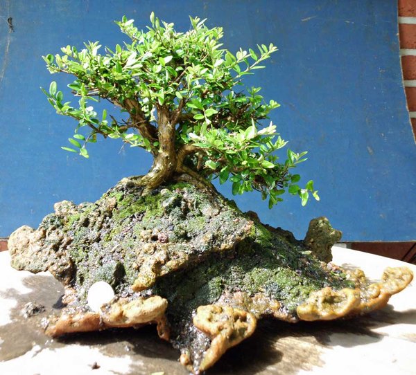 lonicera nitida c 5 .jpg
