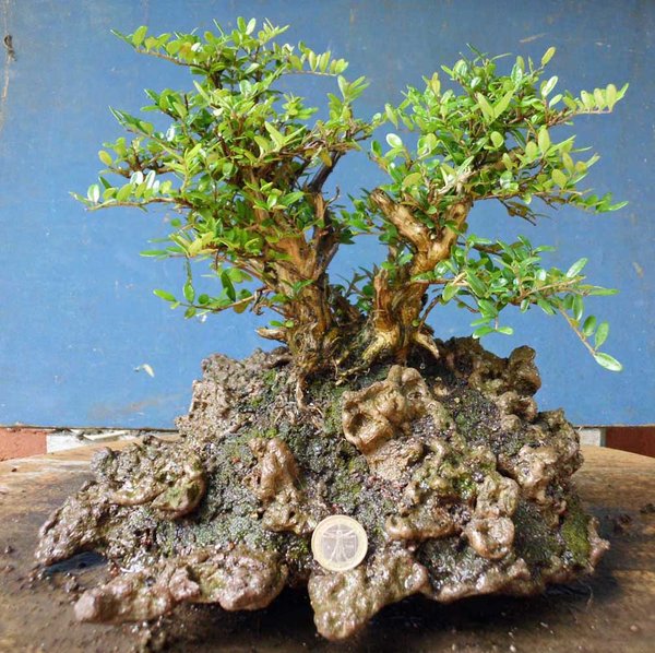 lonicera nitida d 1_bearbeitet-1.jpg