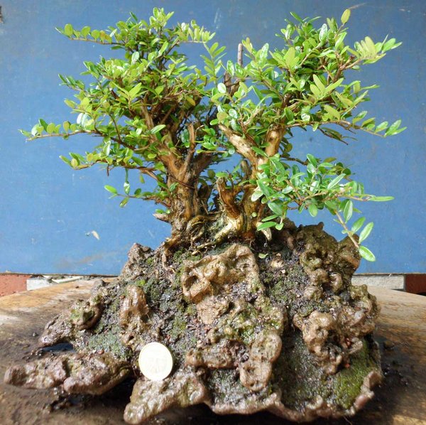 lonicera nitida d 5.jpg