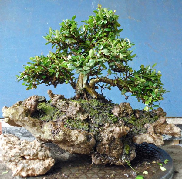 lonicera nitida e 3.jpg