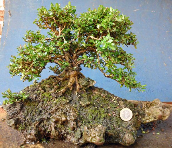 lonicera nitida f 1.jpg