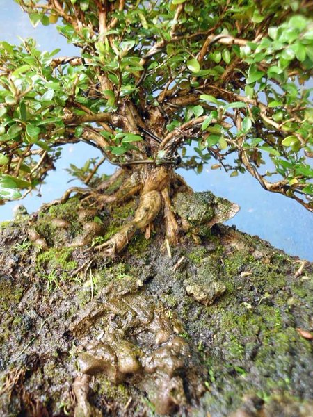 lonicera nitida f 2.jpg
