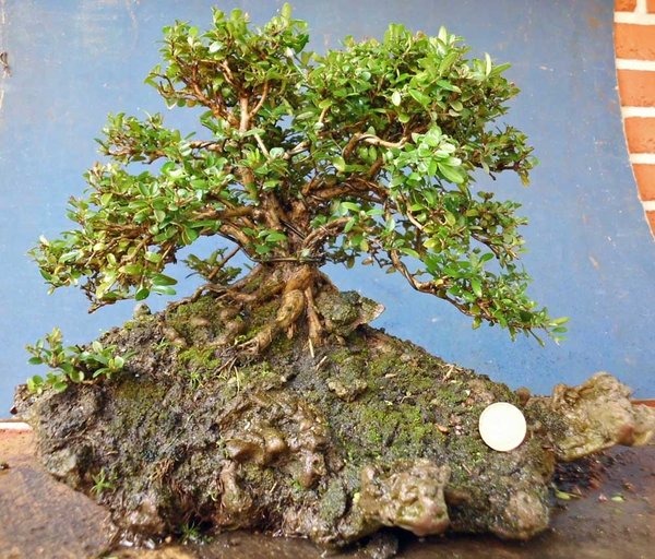 lonicera nitida f 3.jpg
