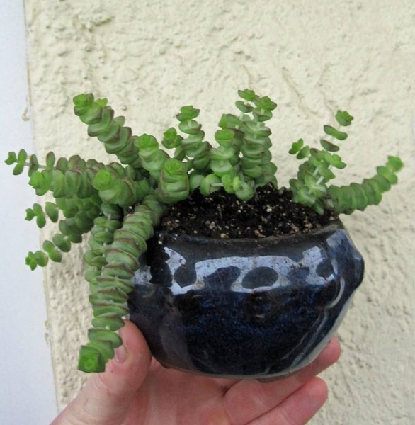 crassula hottentot-bekannt aus der BA