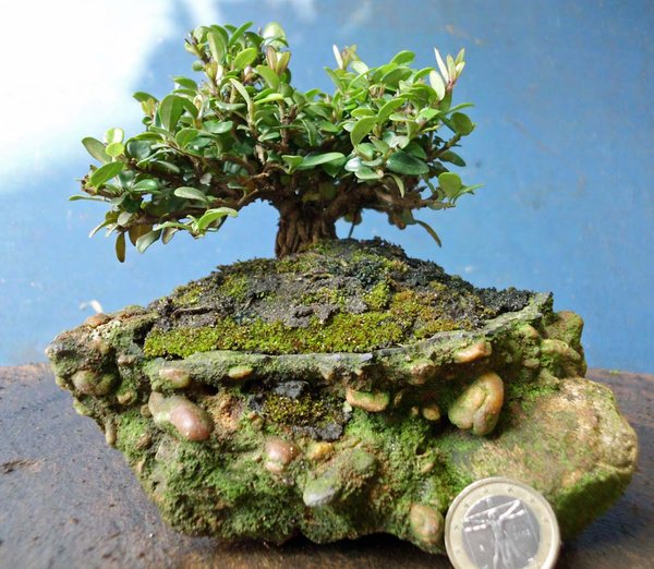 lonicera nitida i 1.jpg