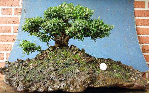 lonicera nitida g 1.jpg