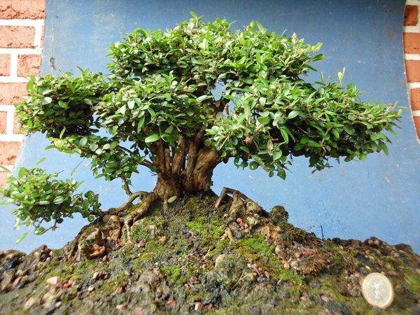 lonicera nitida g 2.jpg