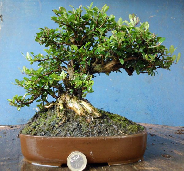 lonicera nitida h 1.jpg