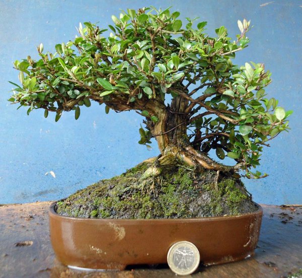 lonicera nitida h 2.jpg