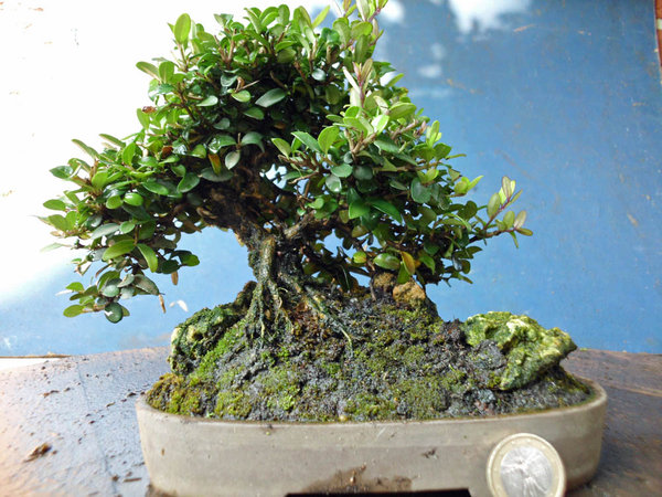 lonicera nitida j 1.jpg