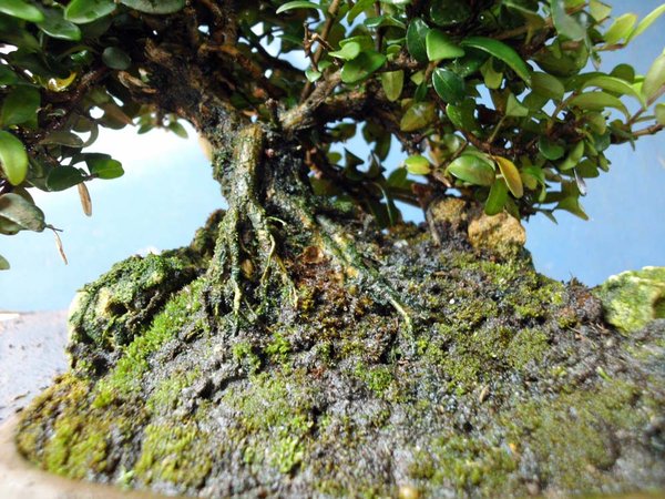 lonicera nitida j 2.jpg