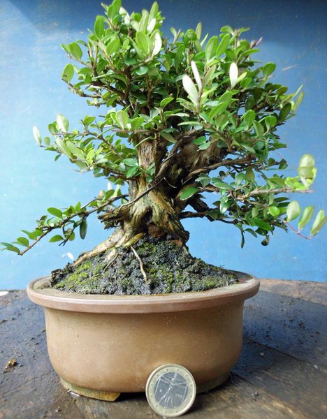 lonicera nitida k 1.jpg