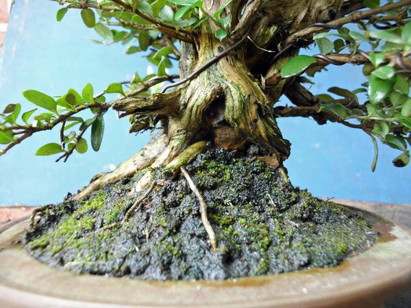 lonicera nitida k 2.jpg