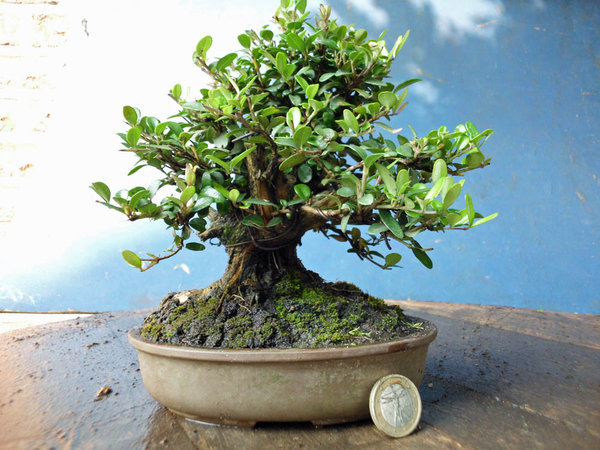 lonicera nitida l 1.jpg