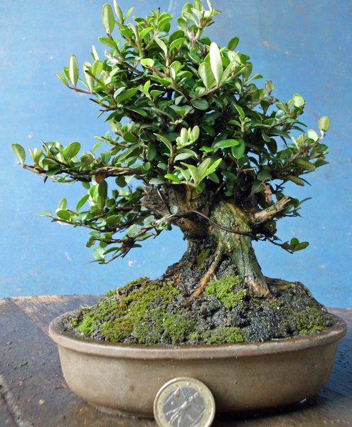 lonicera nitida l 2.jpg