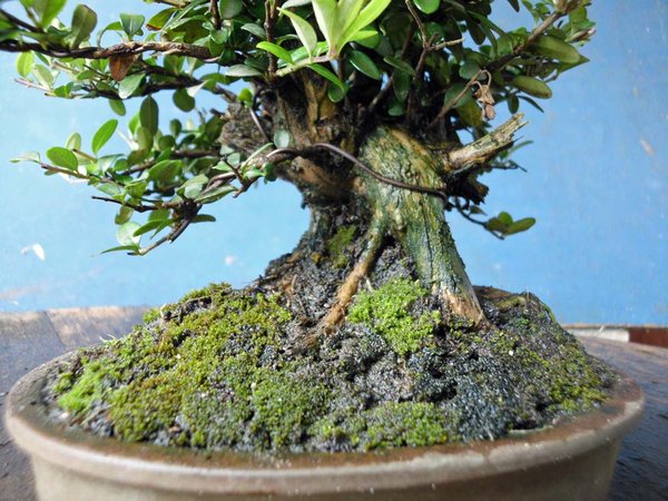 lonicera nitida l 3.jpg